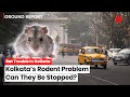 Kolkata news rat infestation crisis sweeps kolkata as rodents outsmart city officials