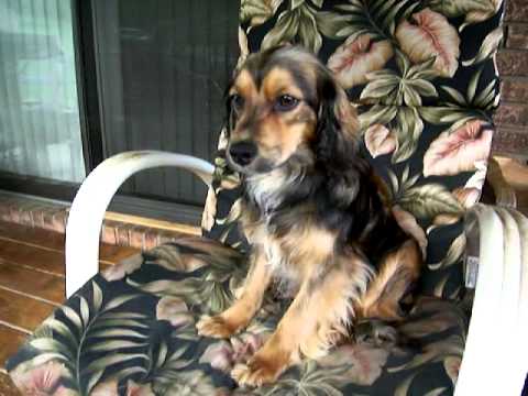 cocker sheltie mix puppies