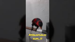 Nuri bisa Mengucap  salam.....🦜