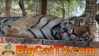 Walkabout with Carole Baskin at Big Cat Rescue! 04 04 2023