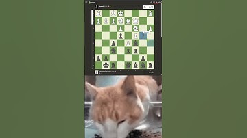 POV: You Play Bullet  #chess #catmeme #Bullet #waitaminute #blunder