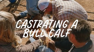 Castrating A Bull Calf | Elrod Ranch