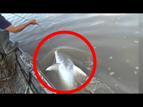 Video: Cómo Pescar Peces Grandes