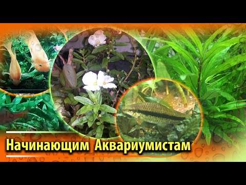 Советы начинающим аквариумистам