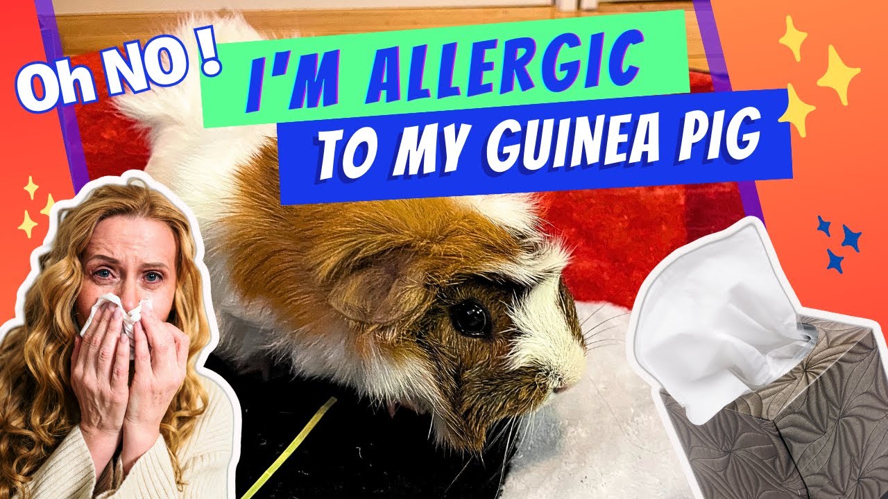Guinea Pig Allergies Am I Allergic To My Guinea Pig? YouTube