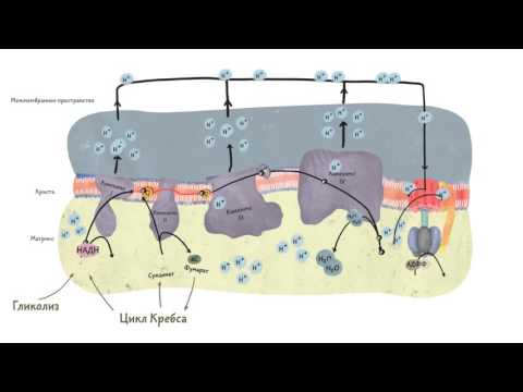Видео: Что такое АТФ и почему он важен для клеточного дыхания?