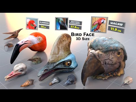 Birds Face size