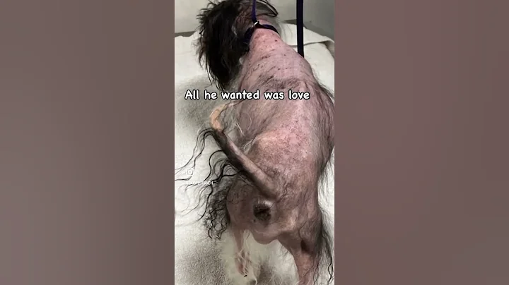 Leo rescued from West Valley Animal Services