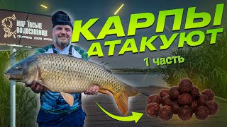 картинка: Карпы атакуют. Открытие сезона на Марьевском водохранилище. Часть 1.