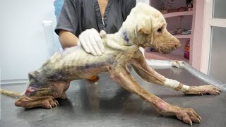 Skinny Dog Was Starved By His Owner, Making Him More and More Sick by The DoCa 1,939 views 2 weeks ago 9 minutes, 24 seconds