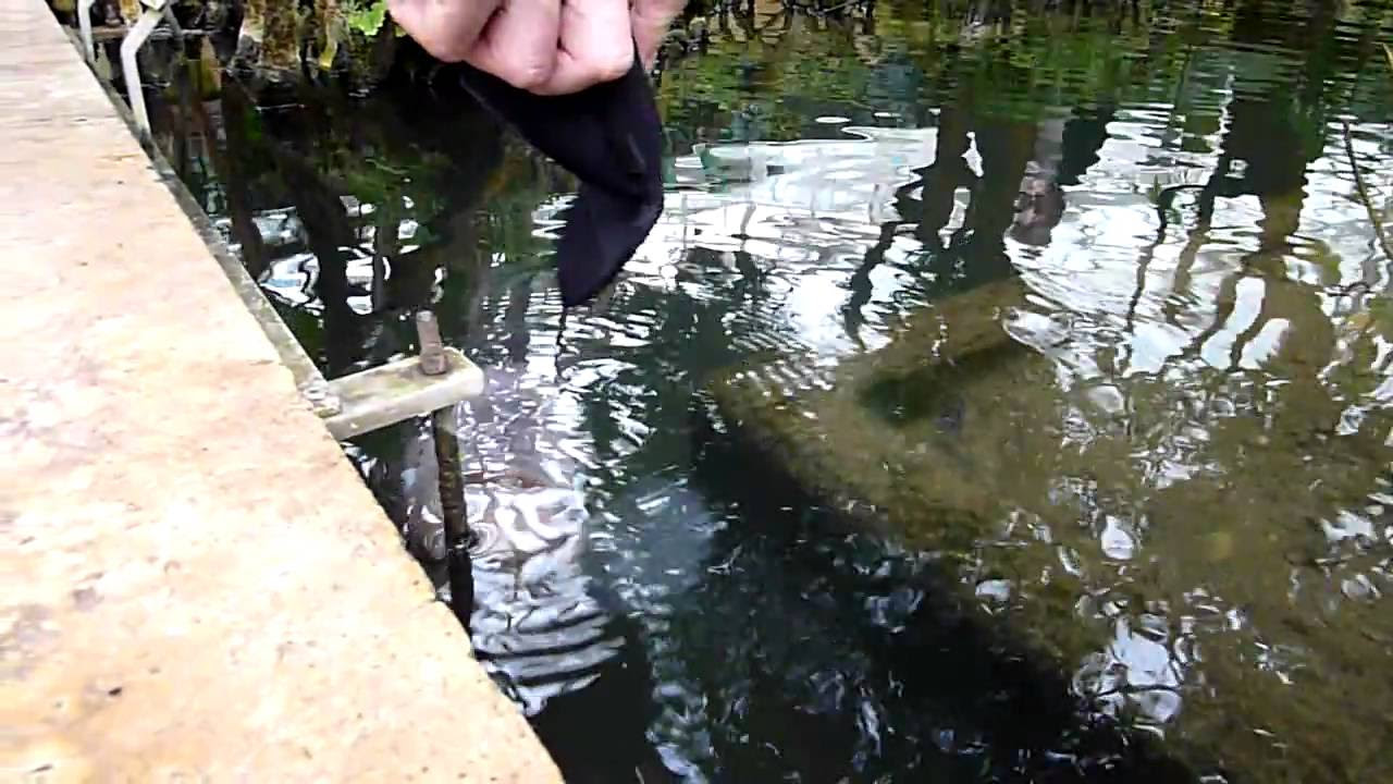 Update New Killer Fisch im Botanischen Garten München !