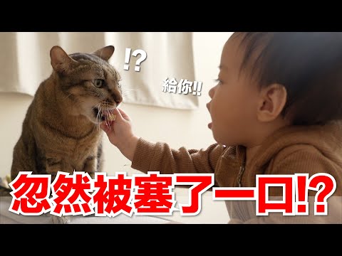 【好味小姐】忽然被塞一口！？貓咪都嚇傻了｜好味貓日常EP122