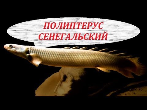 Video: Riba Jasa (senegalska Riba)