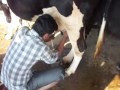 KisanKraft Milking Machine 5