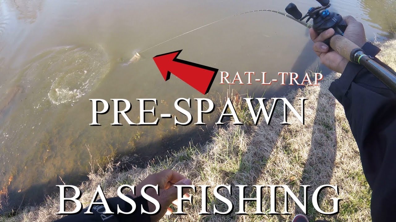 PRESPAWN BASS FISHING WITH RATLTRAPS YouTube