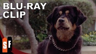 Man's Best Friend (1993) - Clip: Mailman With A Side Of Pepper Spray (HD)