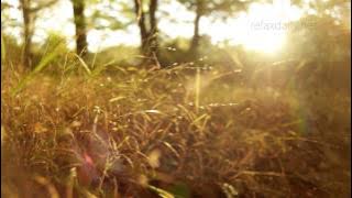 Beautiful Slow Instrumental - music for studying, background, healing, relax - relaxdaily N°062