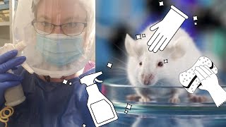 Germ-Free Mice are doing Keto | Interview with Jessica Kay Lang
Thank you so much to Jessica Kay Lang for stopping by to chat about microbiomes, gnotobiotic research, and germ-free mice! I also loved learning about her career and what its like working in a sterile biological research lab.
Jessica Kay Lang is a Senior Research Specialist at Harvard T.H. Chan School of Public Health, where she works in gnotobiotics. The lab’s research focuses on the microbiome, the gastrointestinal immune system. Not only is Jessica Lang responsible for equipment maintenance, staffing, and ordering, but she’s also involved in the research; creating protocols, sustaining gnotobiotic breeding colonies, and performing biological testing. She also makes mice germ free!
Jessicas Links:
To Harvard careers: https://hr.harvard.edu/search-jobs
Garrett Lab Twitter: https://twitter.com/thegarrettlab?lang=en
My LinkedIn: https://www.linkedin.com/in/jessica-kay-lang/
Association for Gnotobiotics: https://gnotobiotics.wildapricot.org/
Join our Patreon: Patreon.com/badastra
Facebook: https://www.facebook.com/BadAstraChannel
Tiktok: BadAstraOfficial
Twitter: @BadAstraChannel
Instagram: bad_astra
Onlyfans: (just kidding)
Thank you to Gail Gallagher for our theme music! www.gailgallaghermusic.com
Credits Remix by Quantopix: https://whyrecord.com/artist/Quantopix Germ-Free Mice are doing Keto | Interview with Jessica Kay Lang