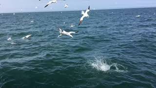 Gannets diving in slow motion