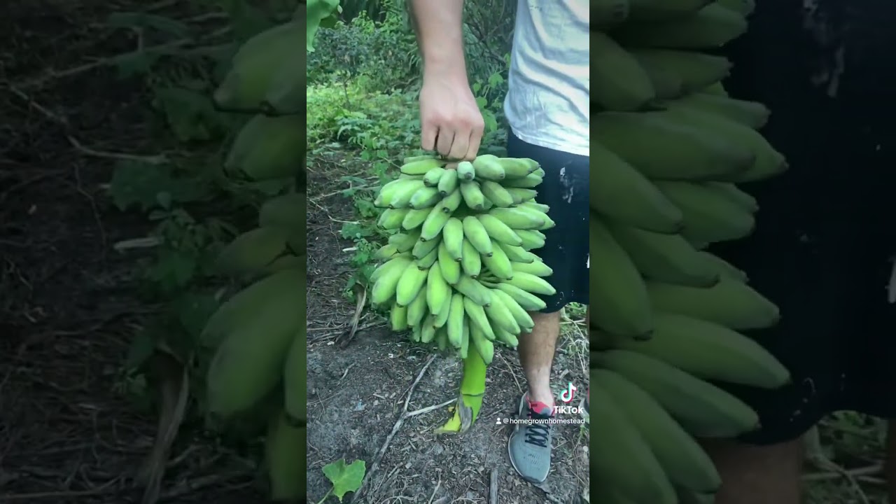 Dwarf Namwah Banana Harvest 