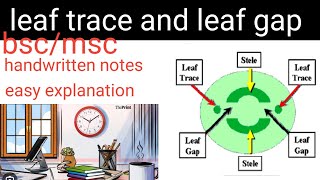 leaf trace and leaf gap/folicar trace
