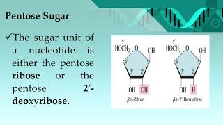 Types of Nucleic Acids & Nucleotides: Building Blocks of Nucleic Acids -Lawrence Nicolai Bernardo