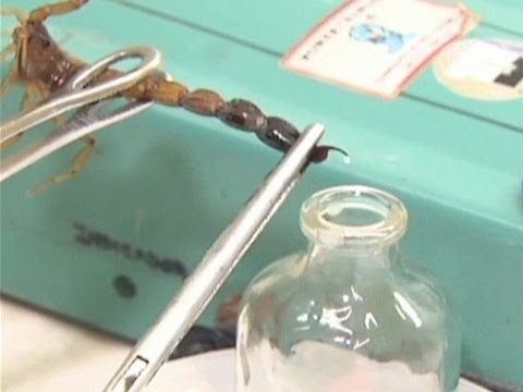 Видео: Яд скорпиона - многообещающий инструмент в борьбе с раком - Использование яда скорпиона для борьбы с раком