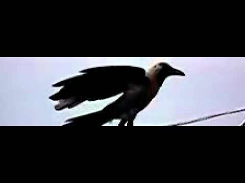 Crow - Take off ! High speed movie