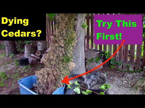 Video: Hoe verzorg je een cederboom?