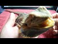 Neglected Dying Bearded Dragon RESCUE Day 1 | Starving For Food