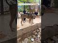 See these little cute charm puppies 😍🥰❤️🧿 #trending #funny #shorts #viral #fyp