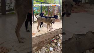 See these little cute charm puppies 😍🥰❤️🧿 #trending #funny #shorts #viral #fyp