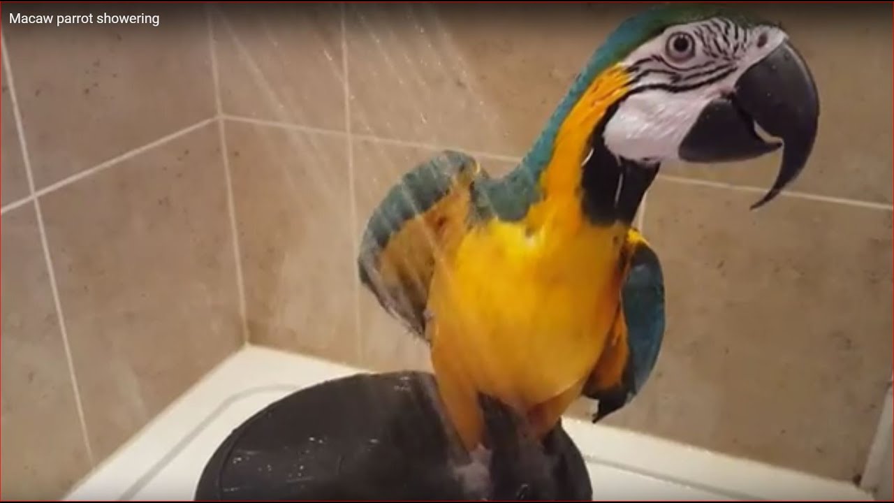 Macaw parrot showering YouTube