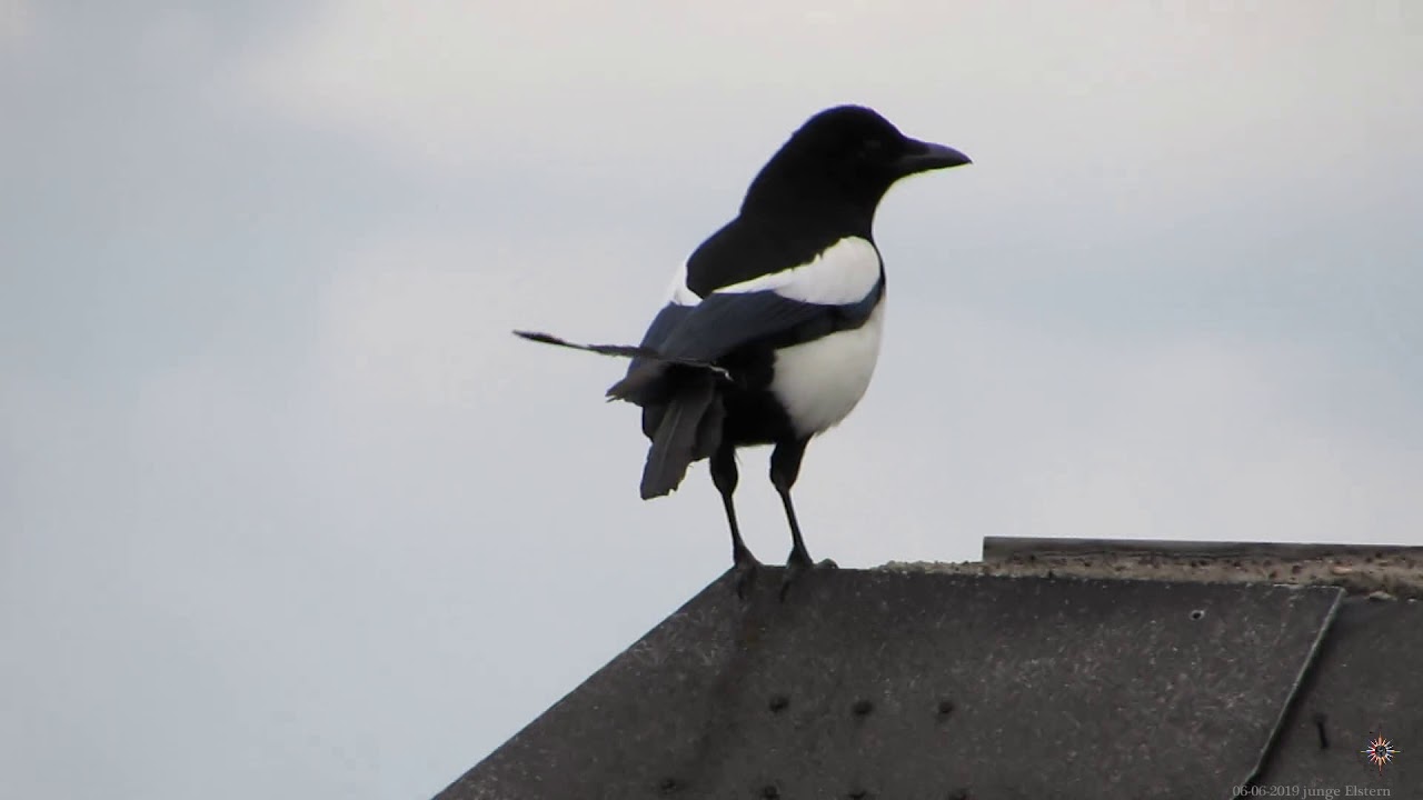 06.06.2019 Junge Elstern