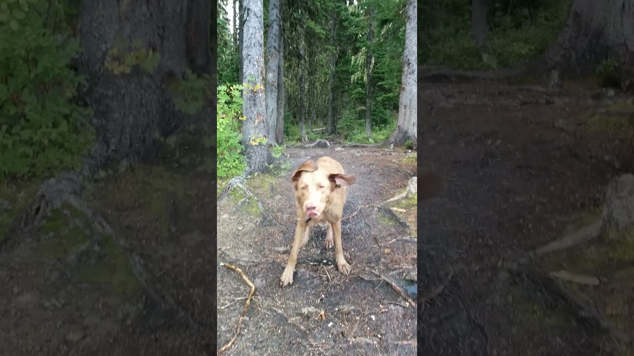 Mountain Lake Big Shake. Dog Shaking Off Water.