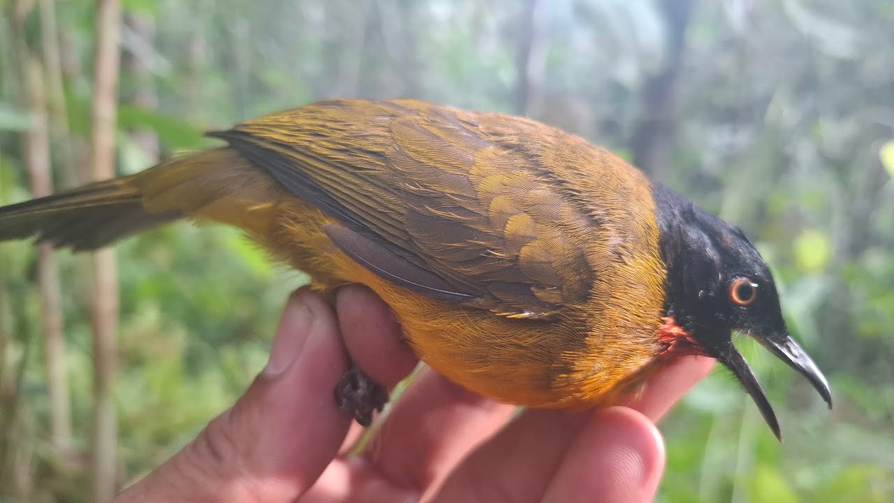 Mikat burung kutilang Emas poin 1 ekor // untuk pikat nya pas di tinggal dapat @sinambelachannel2113