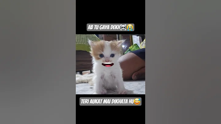 Video 10229241: funny love kitten cute, cat