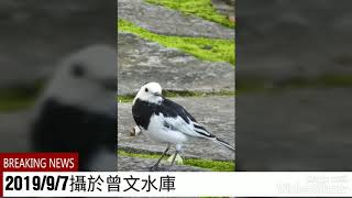 Title白鶺鴒