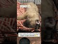 💔 She’s Just a Puppy… But Jemima Is Fighting to Breathe – Please Help Save Her 🐶🙏