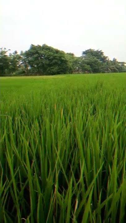 Cinemetic sawah |  cinematic sawah 30 detik | Aesthetic sawah | Aesthetic alam persawahan