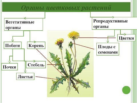 Органы цветковых растений