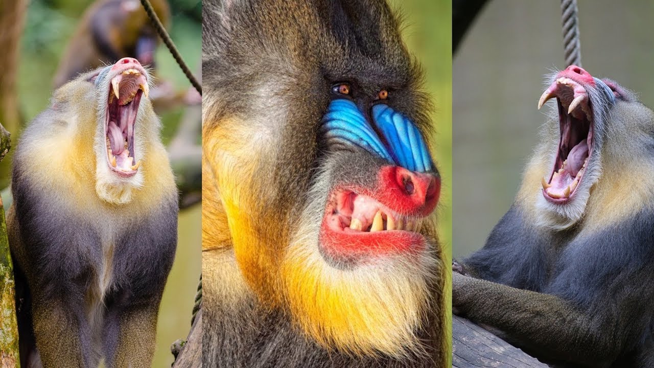 The Mandrill Extremely Colourful Mammal Youtube