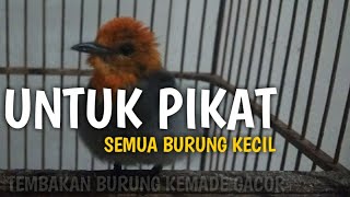 Suara Kemade Gacor | Untuk Isian Burung Pleci , Kacer , Murai Batu , Glatik , Sirtu, Remetuk Laut