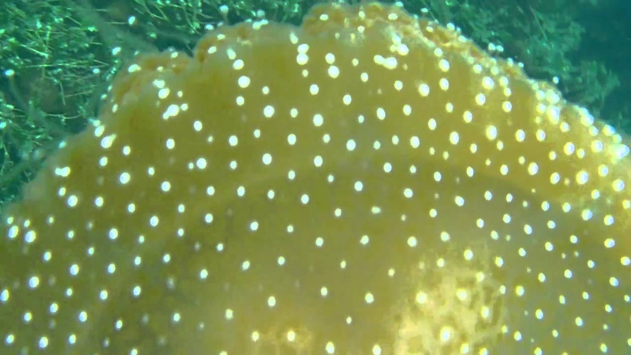 Brown jellyfish (Phyllorhiza punctata)