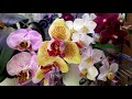 Цветение моей коллекции фаленопсисов 04/20. Орхидеи из Азии от Мики, Яфона, НСК и Миту.