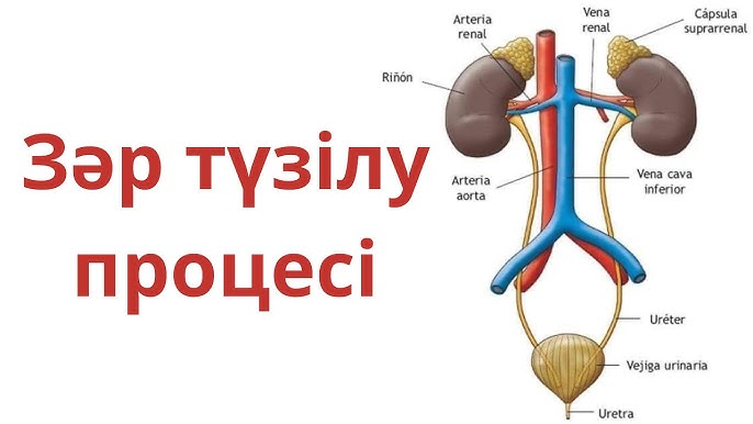 Зәр шығаратын адамдармен жыныстық қатынас