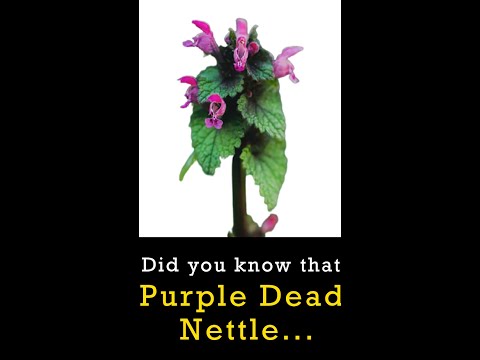 Video: Mis on Purple Deadnettle – tutvuge Deadnettle'i umbrohutõrjega