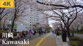 【4K/Kawasaki】walk in Japan/川崎駅からすぐのお花見スポット/ソリッドスクエア前の桜並木/電車と桜のコラボ