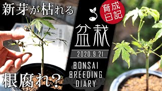 モミジの育て方 植え替えの仕方 根腐れ対処 初心者簡単盆栽の作り方 【Bonsai diary 盆栽日記 9/21】もみじ ヒーリング 癒し bonsai beginners EOS R5撮影