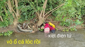 xiệt cá mùa lúa gặp ổ cá lóc cá trê trúng mánh nữa rồi. xiệt điện tử 